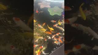 Bể cá coi cực đẹp tại nghĩa lộ văn chấn yên bái? #canhdepquanhta