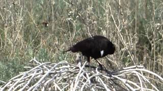 Black Lark