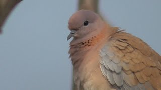 Beautiful Laughing Dove calling and amazing style /Spilopelia senegalensis/Indian Birds Videos