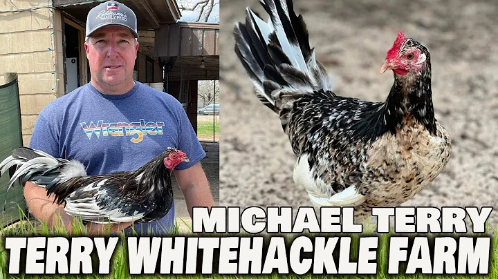 Michael Terry Beautiful Birds Terry Whitehackle Farm