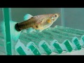 ГУППИ РОЖАЕТ!Spawning live-bearing fish