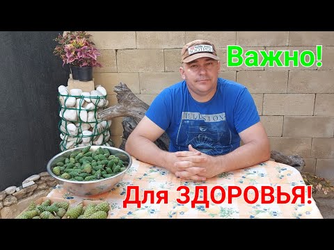 Сосновые шишки. Варенье и настойка. Целебные свойства. Кашель не мучает. Варенье из шишек #зоотроп