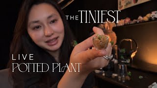 Crafting Time - The TINIEST living plant in pot