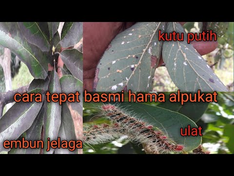 Video: Avocado Powdery Mildew: Cara Mengobati Embun Tepung Pada Pohon Alpukat