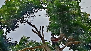 Cưa cây Xoài siêu trái trước nhà / Sawing the super fruit Mango tree in front of the house | T608