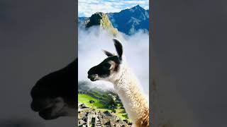 machu picchu is located in Andes mountains #peru country south america #beautiful #nature #travel