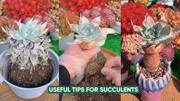 Easy Succulent Care Tips for Beginners 🌱 7 Simple Hacks to Keep Them Thriving!