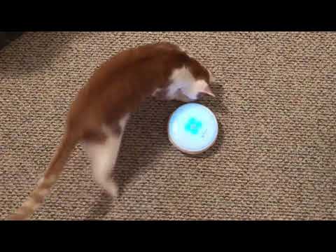 ambush interactive cat toy