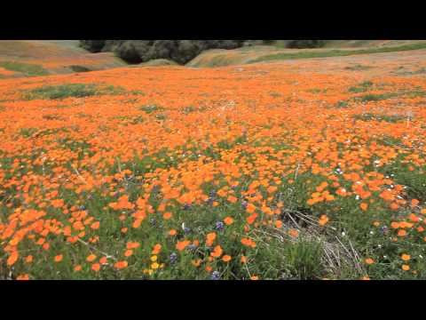 WILDflowers above Rancheria, El Portal CA