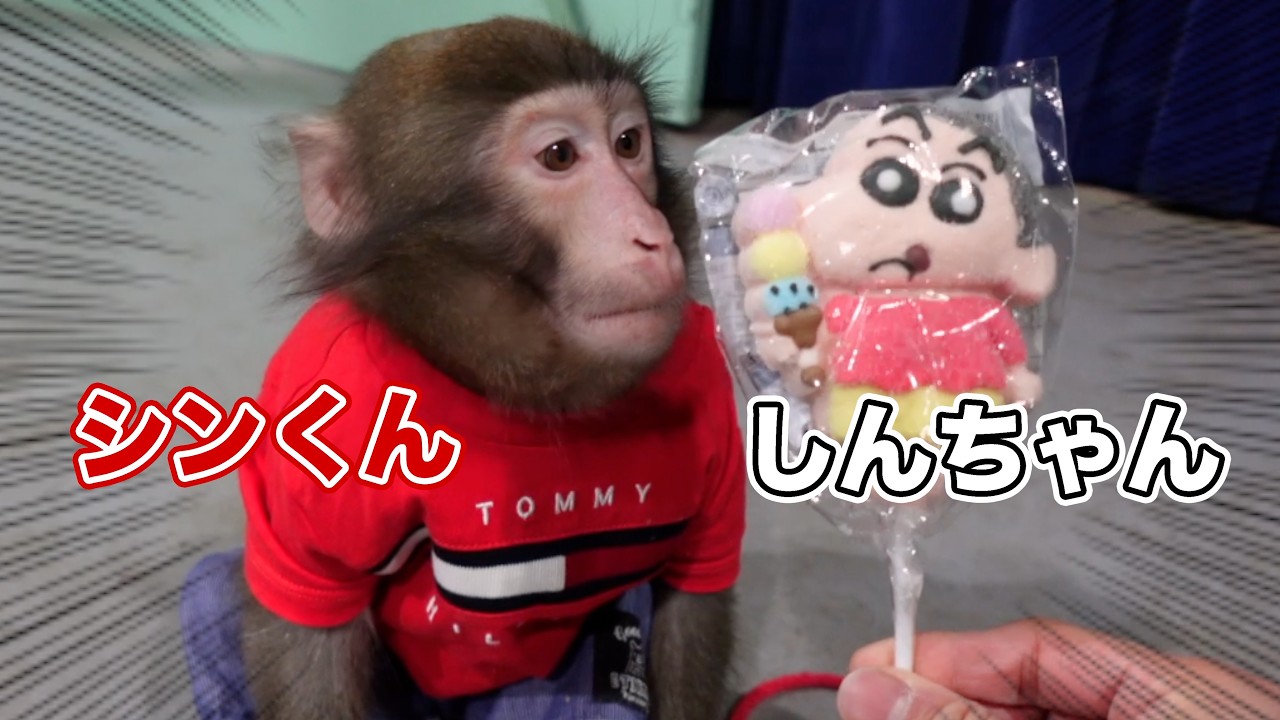 I can't help but wonder what Shin's reaction will be to this candy