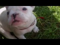 Французкий бульдог.щенок Бьянка.French Bulldog