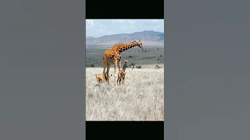 Lion Vs Giraffe Shorts 