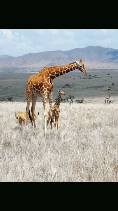 Lion Vs Giraffe #shorts