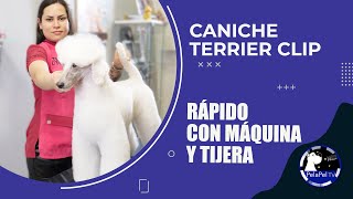 PELUQUERÍA CANINA cómo cortar el pelo a un caniche fácil y rápido con máquina y tijera AZARETH CANTÚ