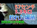 【琵琶湖の水中動画】コラボで57センチが釣れた場所