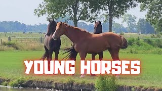 The young horses fillies and colts. Sweet? | Friesian Horses