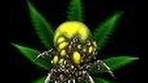 Grubby vs [Quantic]Ostojiy PvZ Starcraft2 HoTs