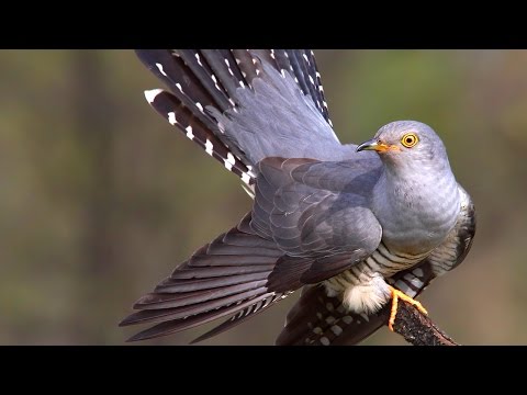 Common cuckoo birds in spring mp3