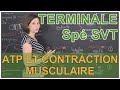 ATP et contraction musculaire - Spé SVT - Terminale - Les Bons Profs