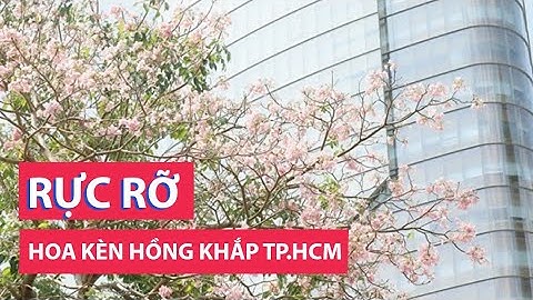 Hoa kèn hồng nở rực nhiều tuyến đường TP.HCM