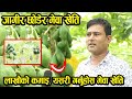 Mewa Kheti, दाङमा साढे २ बिघामा मेवा खेति, मेवा खेति गर्ने तरिका, Papaya farming in Nepal