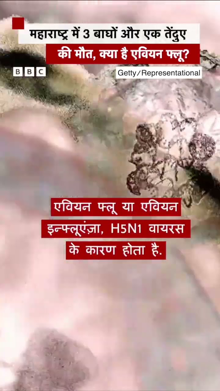 Maharashtra में किस Virus से हुई बाघों और तेंदुए की मौत? #maharashtra #virus #avianflu (BBC Hindi)