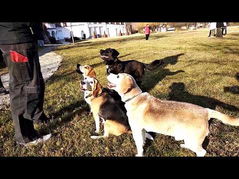 5. Beagle Korzó | Beagle kutya találkozó Veszprémben a Szerelem Szigeten