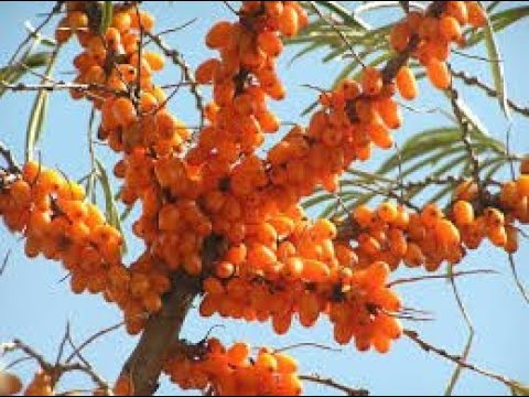 Video: Cucinare Il Succo Di Olivello Spinoso-arancia