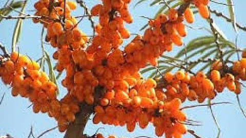 Come usare l'olio di olivello spinoso?