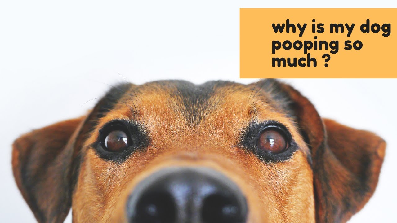 Why Is My Dog Pooping So Much YouTube why-is-my-dog-pooping-so-much-youtube
