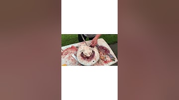 Cleaning a soft shell turtle !! Step by step