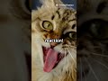 Zesty Animal Noise Challenge: Pet Reactions!