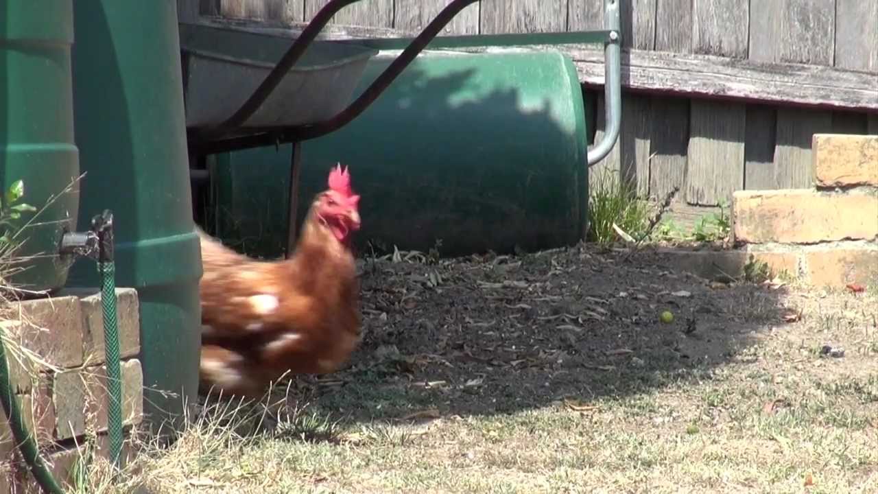 Chickens Running YouTube Chickens Running YouTube
