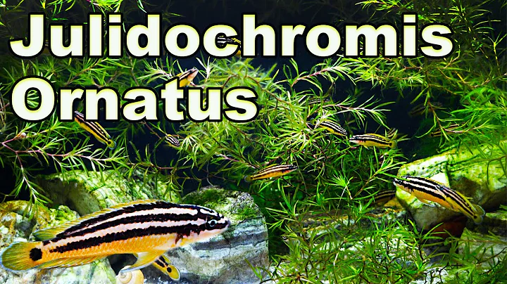 The Ultimate African Cichlid Rock-Dwelling Fish! Julidochromis Ornatus Care and Breeding