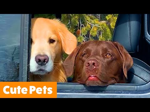 Cutest Silly Animals | Funny Pet Videos