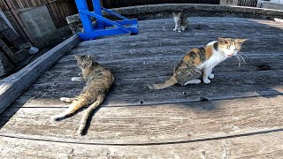 I participated in a cat gathering [Cat Island] [Sayagi Island]