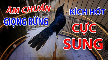 Chòe Than Hót Giọng Rừng - Luyện giọng chòe than hót hay / Kích Trống Căng Lửa hót hay | chòe than