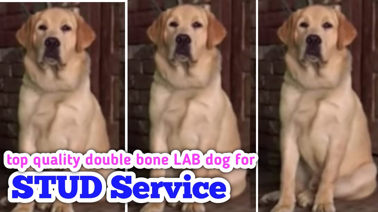 top quality double bone lab dog for stud service in telugu/9908705996