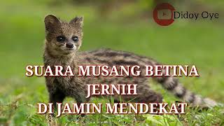 MP3 Mirip Kuntilanak | Suara Musang Atau luwak Cocok Untuk Berburu...