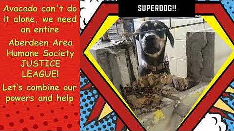 SuperDog