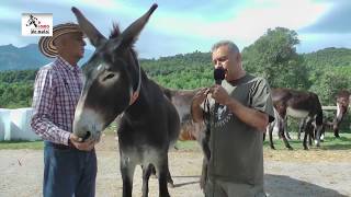 A LOMO DE MULA 28 .Leche de burra MONTEBADUCCO y Burros Catalanes FUIVES. Con Ovidio Osorio