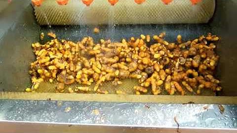 MSTP 80 peeling turmeric machine ( part 2)