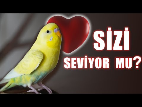 Muhabbet Kuşu Sizi Sevip Sevmediği Nasıl Anlaşılır