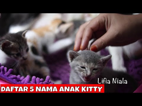 Video: Cara Menamakan Anak Kucing Anak Halia