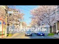 [4K] Japan Walking Tour - Amazing Cherry Blossom at Fujigaoka Station, Nagoya