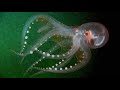 Vitreledonella richardi: Rare Glass Transparent Octopus Found After 103 yrs, 1km Deep-Sea Creator