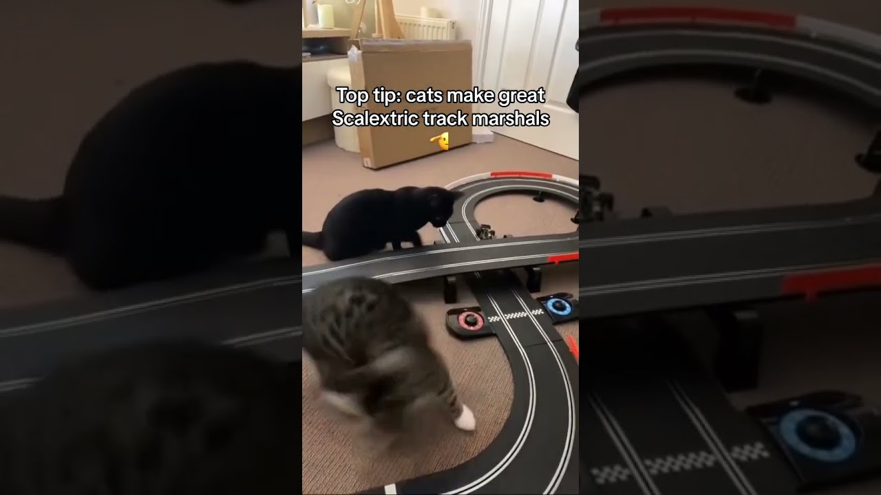 Cats vs Scalextric Car 😱