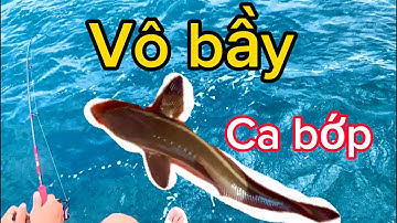 Zeevissen // school cobia