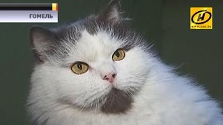 Гостиница для собак и кошек появилась в Гомеле. Сколько стоит день пребывания в стандартном номере? Гостиница для собак и кошек появилась в Гомеле. Сколько стоит день пребывания в стандартном номере?