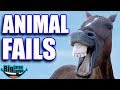 😂 Animals Being So DUMB and SILLY 😂 Ultimate Funny Fails 2019 | Funny Compilation